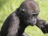 Infant Gorilla